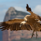 Bulgaria’s Griffon vultures are in dire straits compared to other populations in Europe.
